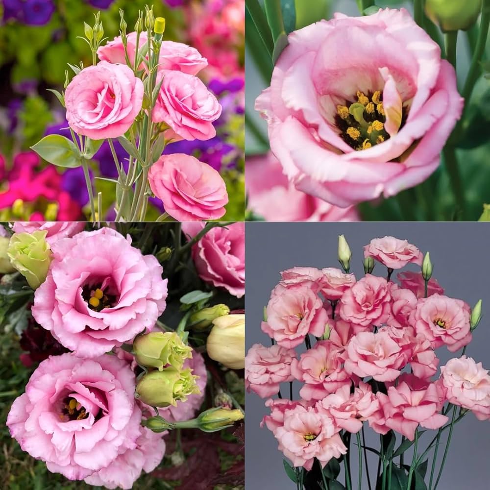 Echo Flower seeds for Planting Drought Tolerant Heirloom & GMO Free Seeds for Home Garden