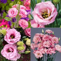 Echo Flower seeds for Planting Drought Tolerant Heirloom & GMO Free Seeds for Home Garden