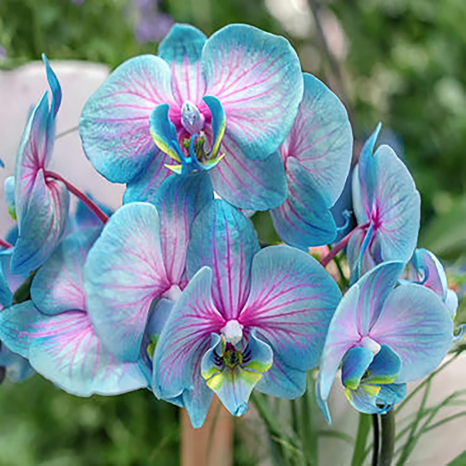 Blue Pink Phalaenopsis Orchid Flower Seeds for Planting Fragrant Blossoms Heirloom & GMO Free Seeds for Home Garden
 
 Sale