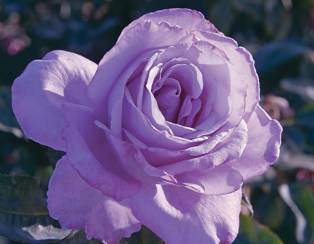 Violet Rose Edge Flower seeds for Planting - Low Maintenance, Heirloom & GMO Free Seeds for Home Garden