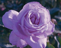Violet Rose Edge Flower seeds for Planting - Low Maintenance, Heirloom & GMO Free Seeds for Home Garden