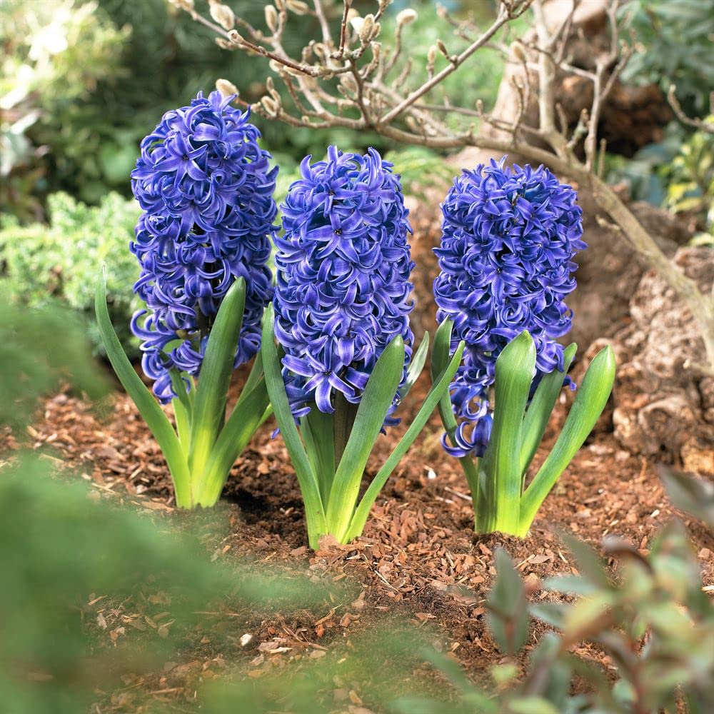Blue Hyacinthus Flower seeds for Planting - Wildflower Mix, Heirloom & GMO Free Seeds for Home Garden