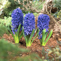 Blue Hyacinthus Flower seeds for Planting - Wildflower Mix, Heirloom & GMO Free Seeds for Home Garden