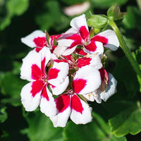 Red White Geranium Flower seeds for Planting - Compact Growth, Heirloom & GMO Free Seeds for Home Garden
 
 Sale for planting in home garden