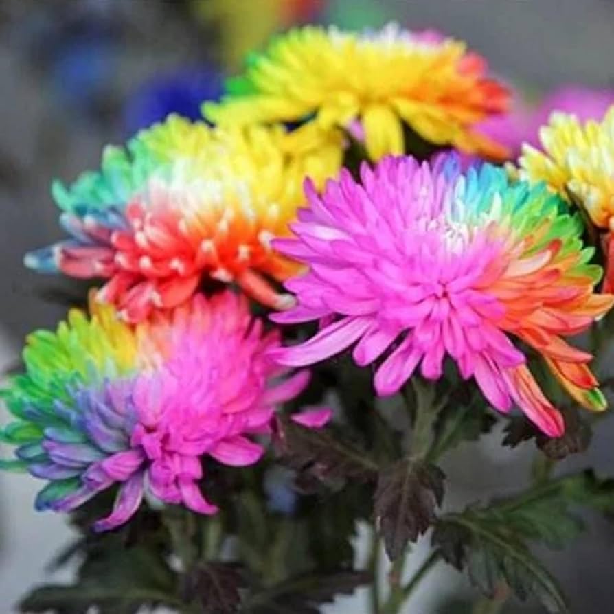 Chrysanthemum Rainbow Flower seeds for Planting - Perfect for Borders, Heirloom & GMO Free Seeds for Home Garden