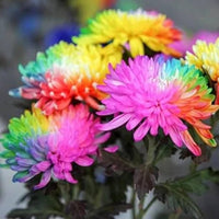 Chrysanthemum Rainbow Flower seeds for Planting - Perfect for Borders, Heirloom & GMO Free Seeds for Home Garden