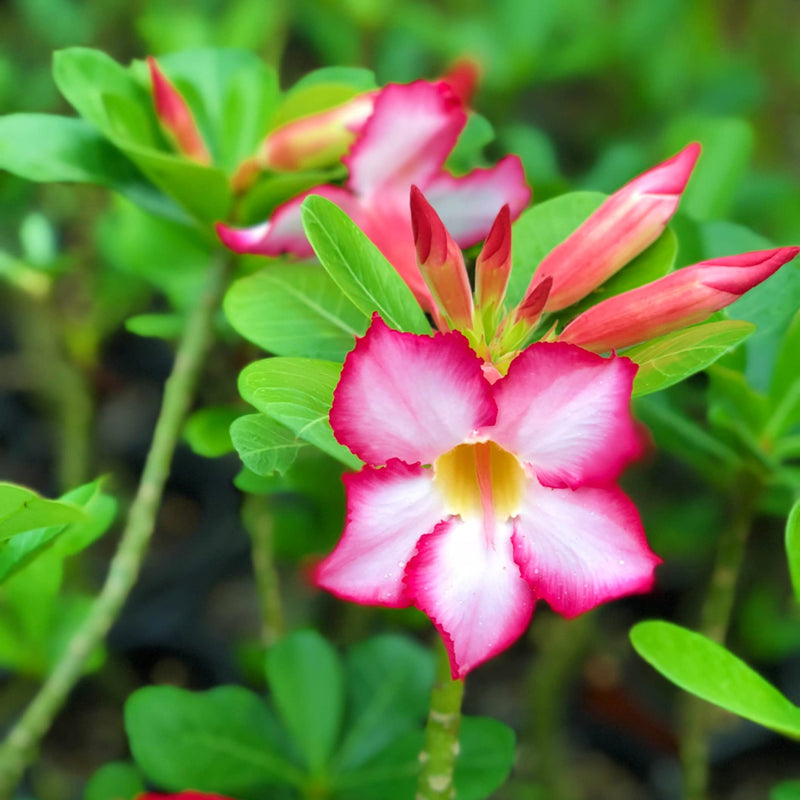 Adenium Desert Flower Seeds for Easy Planting