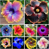 Hibiscus Mixed Flower seeds for Planting - Pollinator Friendly, Heirloom & GMO Free Seeds for Home Garden