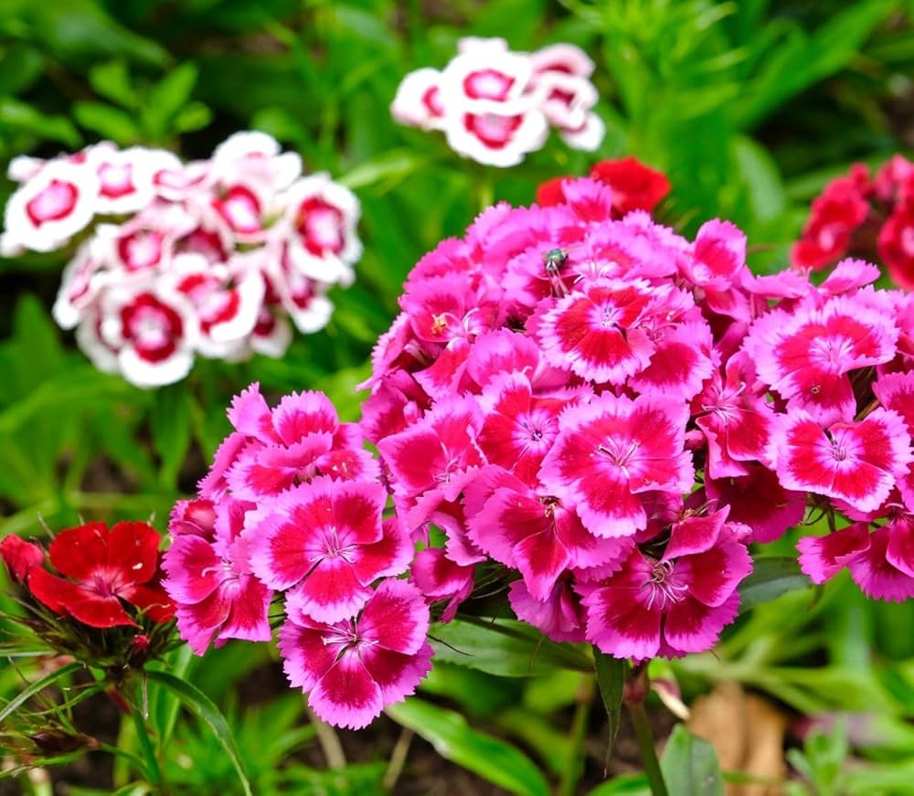 Pieces 16 Colors Available Carnation of Perennial Flowers