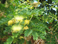 Cream Albizia Flower Seeds for Planting Hardy Variety Heirloom & GMO Free Seeds for Home Garden
 
 Sale