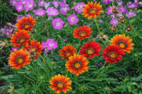 MultiColor Gazania Flower Seeds for Planting Vibrant Colors Heirloom & GMO Free Seeds for Home Garden
 
 Sale