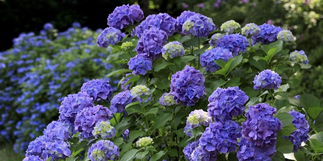 Blue White Azalea Flower Seeds for Planting Cut Flower Favorite Heirloom & GMO Free Seeds for Home Garden
 
 Sale