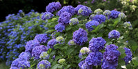 Blue White Azalea Flower Seeds for Planting Cut Flower Favorite Heirloom & GMO Free Seeds for Home Garden
 
 Sale