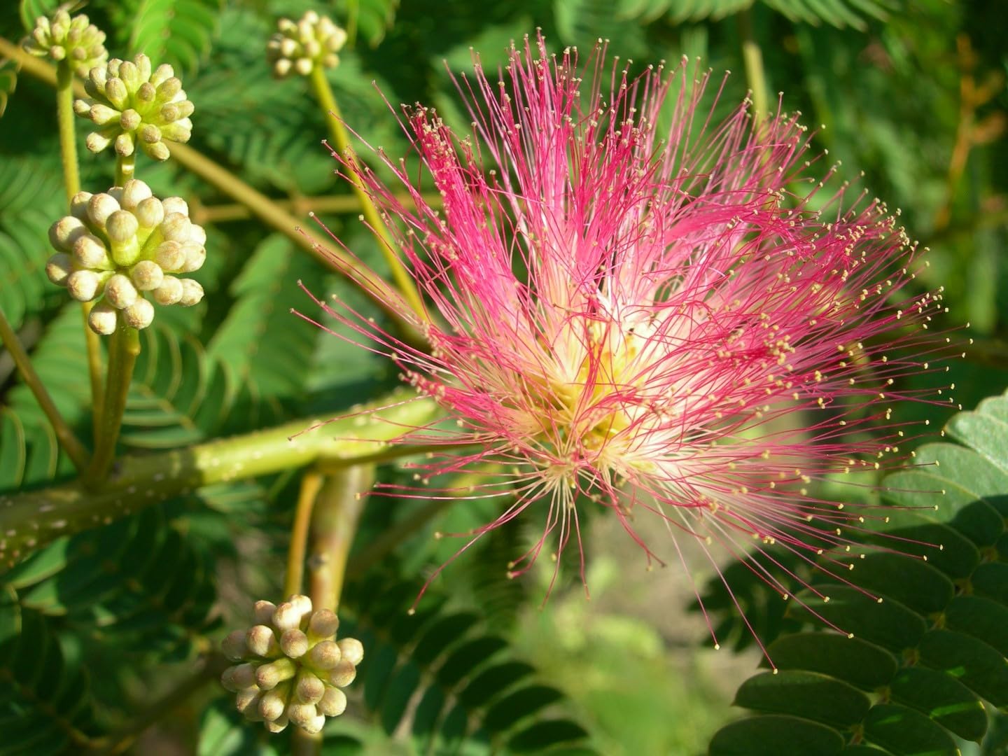 Perfume Albizia Mimosa Flower seeds for Planting Pollinator Friendly Heirloom & GMO Free Seeds for Home Garden