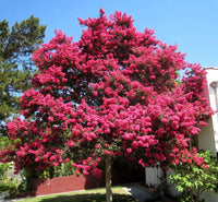 Crepe Myrtle Lagerstroemia indica tree for yard planting
