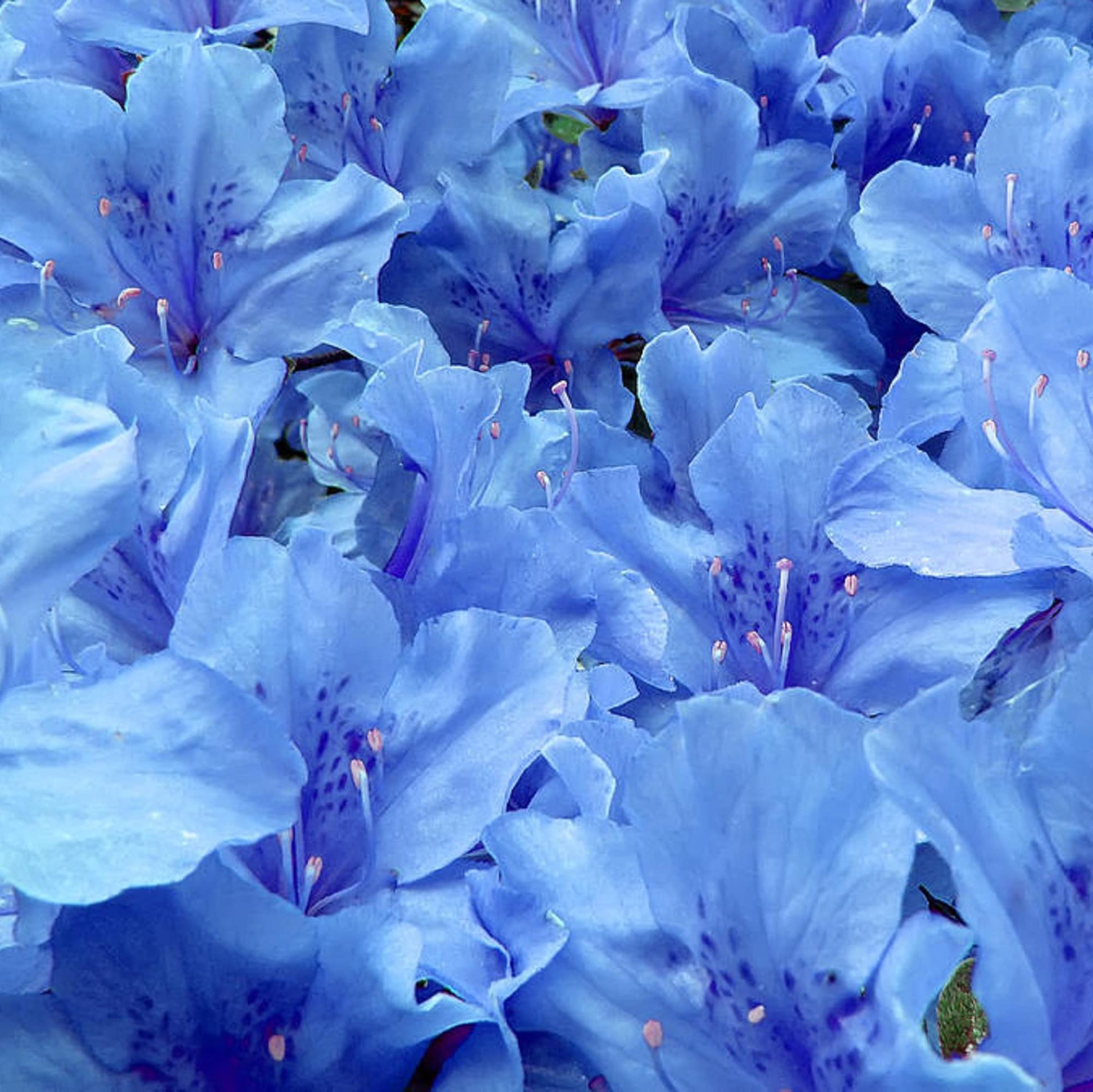 Sky Blue Azalea Seeds for Planting - Bring Stunning Blue Blooms to Your Garden