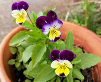 Johnny Jumpup Viola Flower seeds for Planting Colorful Display Heirloom & GMO Free Seeds for Home Garden 
 
 Sale