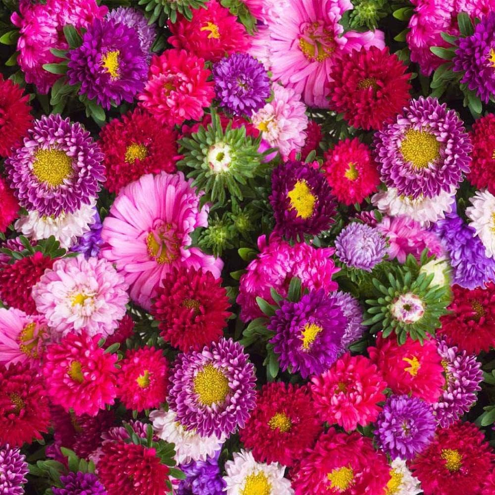 Ostrich Plume Aster Mixed Annual Flower Seeds