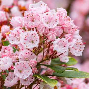 Pink Laurel Flower seeds for Planting - Premium Quality, Heirloom & GMO Free Seeds for Home Garden