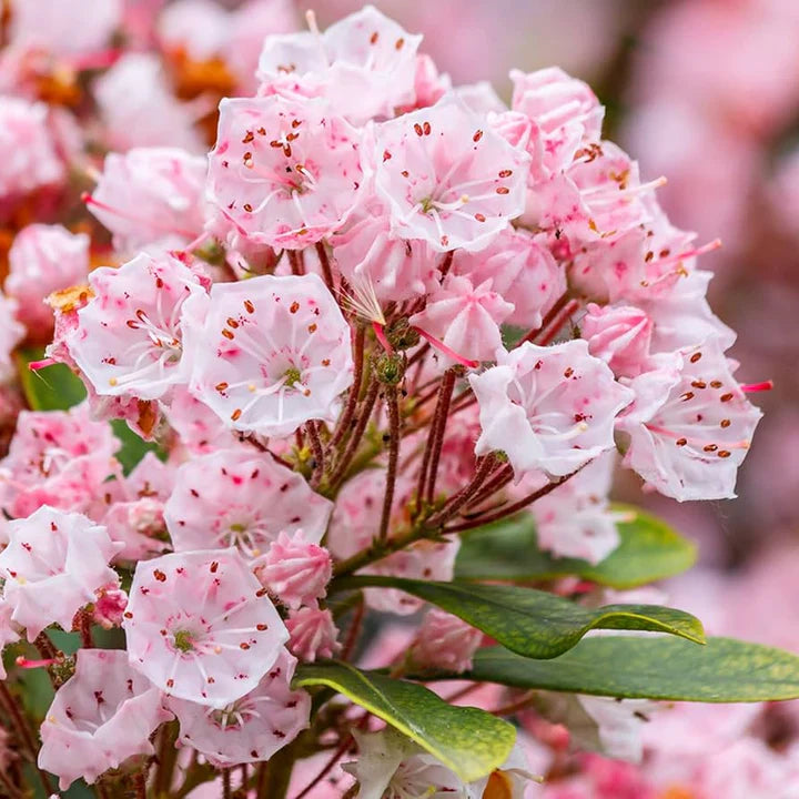 Pink Laurel Flower seeds for Planting - Premium Quality, Heirloom & GMO Free Seeds for Home Garden