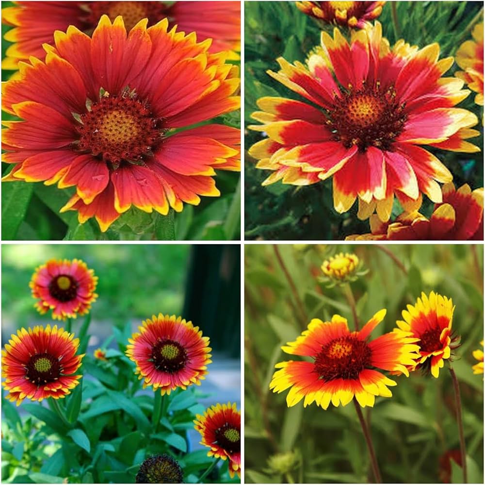 Gaillardia Flower seeds for Planting Vibrant Colors Heirloom & GMO Free Seeds for Home Garden