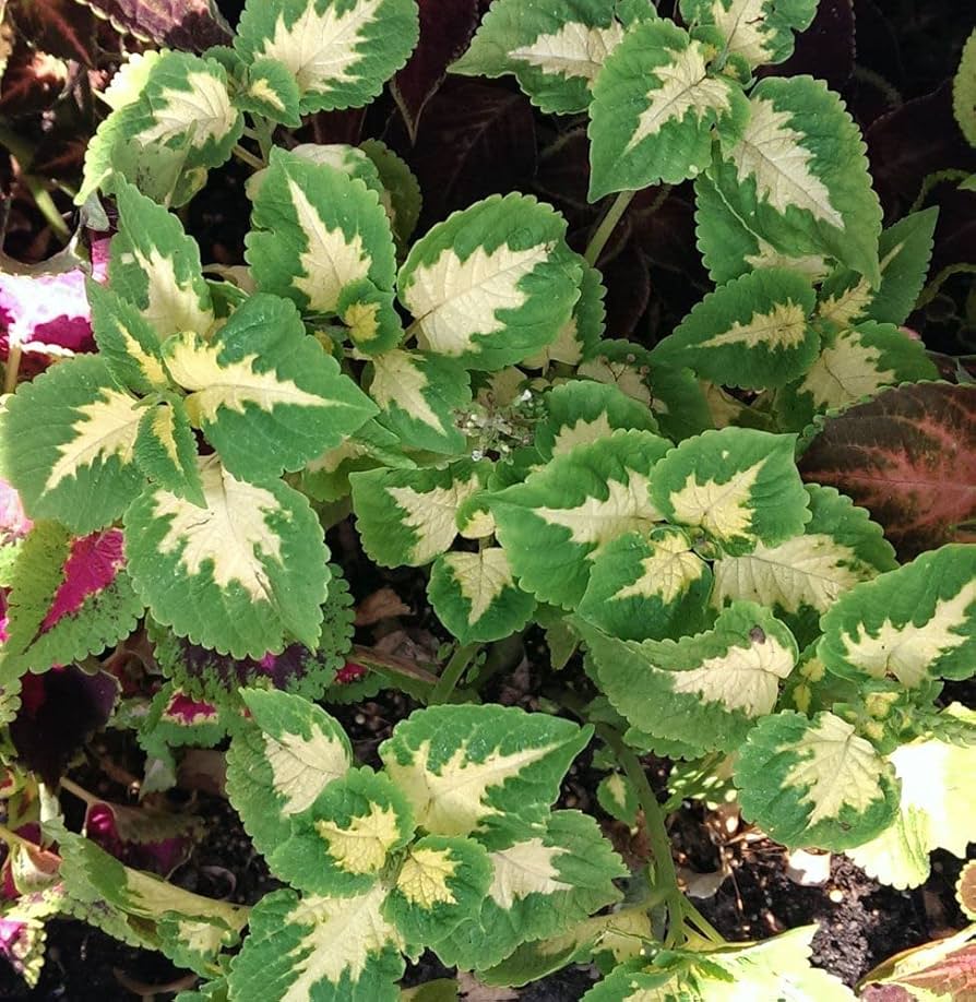 White Green Coleus Flower seeds for Planting GMO Free Heirloom & GMO Free Seeds For Home Garden 
 
 Sale