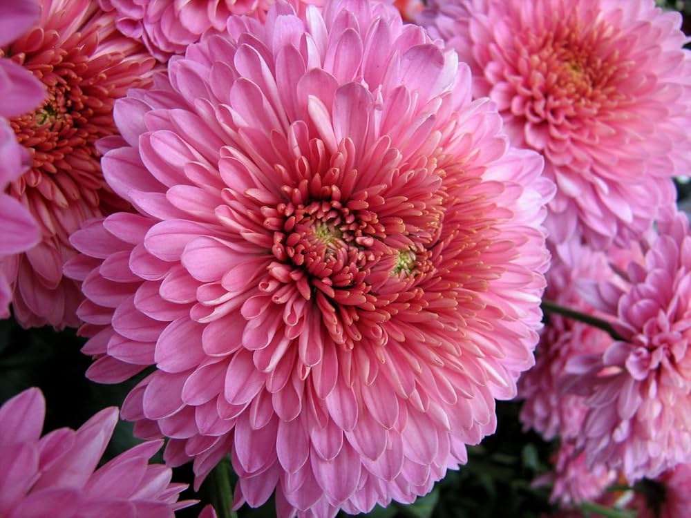 Pink Chrysanthemum Flower seeds for Planting Cut Flower Favorite Heirloom & GMO Free Seeds for Home Garden 
 
 Sale