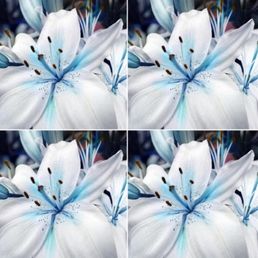 Blue White Lilium Flower seeds for Planting - Shade Tolerant, Heirloom & GMO Free Seeds for Home Garden