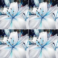 Blue White Lilium Flower seeds for Planting - Shade Tolerant, Heirloom & GMO Free Seeds for Home Garden