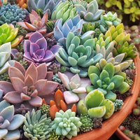Rare Succulent Bonsai Flower Seeds