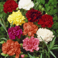 Heirloom Dianthus Caryophyllus Flower seeds for Planting Long Bloom Season Heirloom & GMO Free Seeds for Home Garden