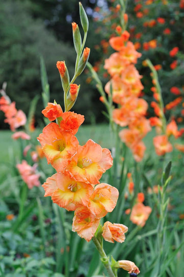 Yellow Orange Gladiolus Flower seeds for Planting - Wildflower Mix, Heirloom & GMO Free Seeds for Home Garden
 
 Sale for planting in home garden