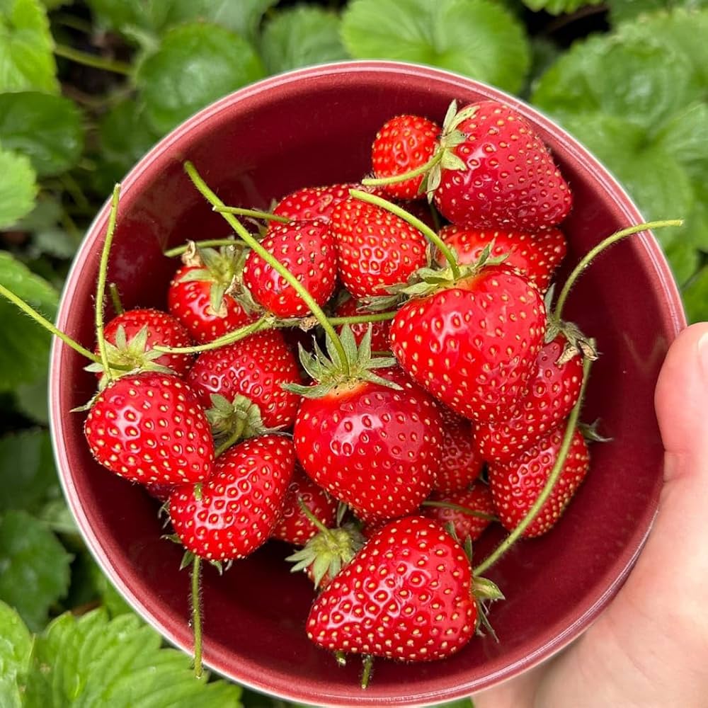 Strawberry Fruit Seeds for Planting  Seed for Lush, Sweet Harvests Ideal for Gardeners Seeking