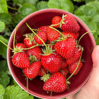 Strawberry Fruit Seeds for Planting  Seed for Lush, Sweet Harvests Ideal for Gardeners Seeking