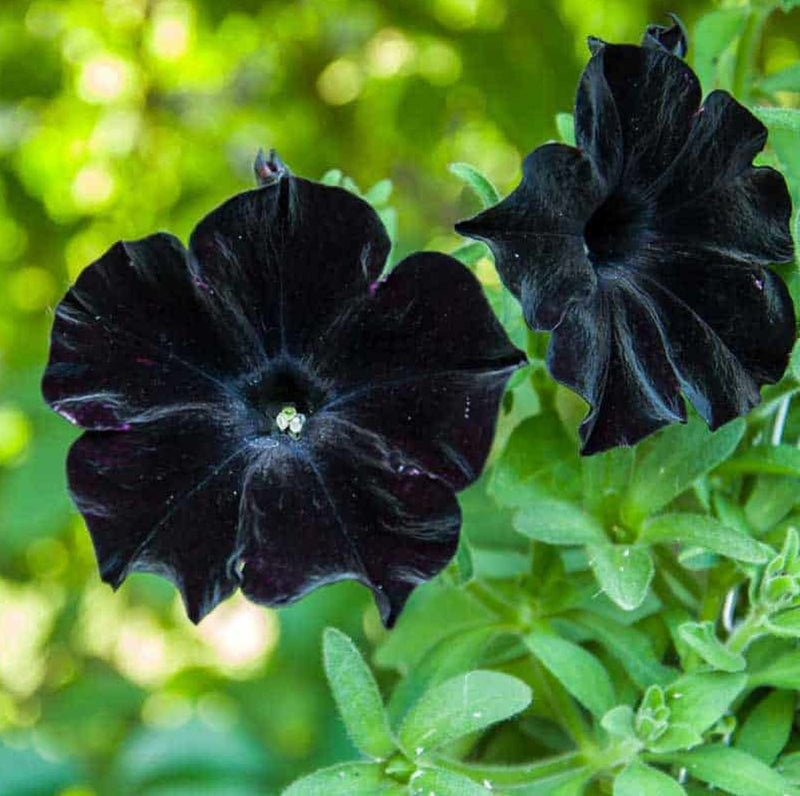 Black Cat Petunia Seeds Flower seeds for Planting - Sun Loving, Heirloom & GMO Free Seeds for Home Garden