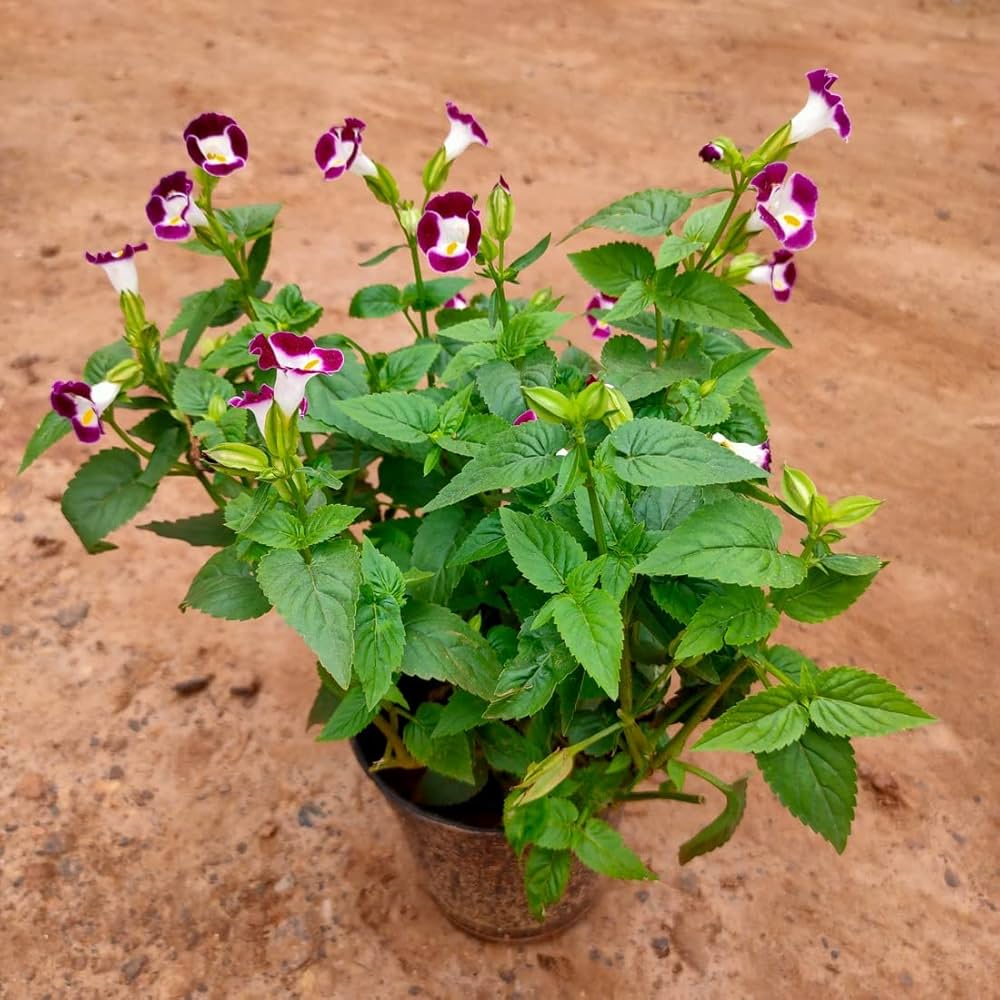 Torenia Fournieri Flower Seeds for Planting in Shade Garden and Flower Bed