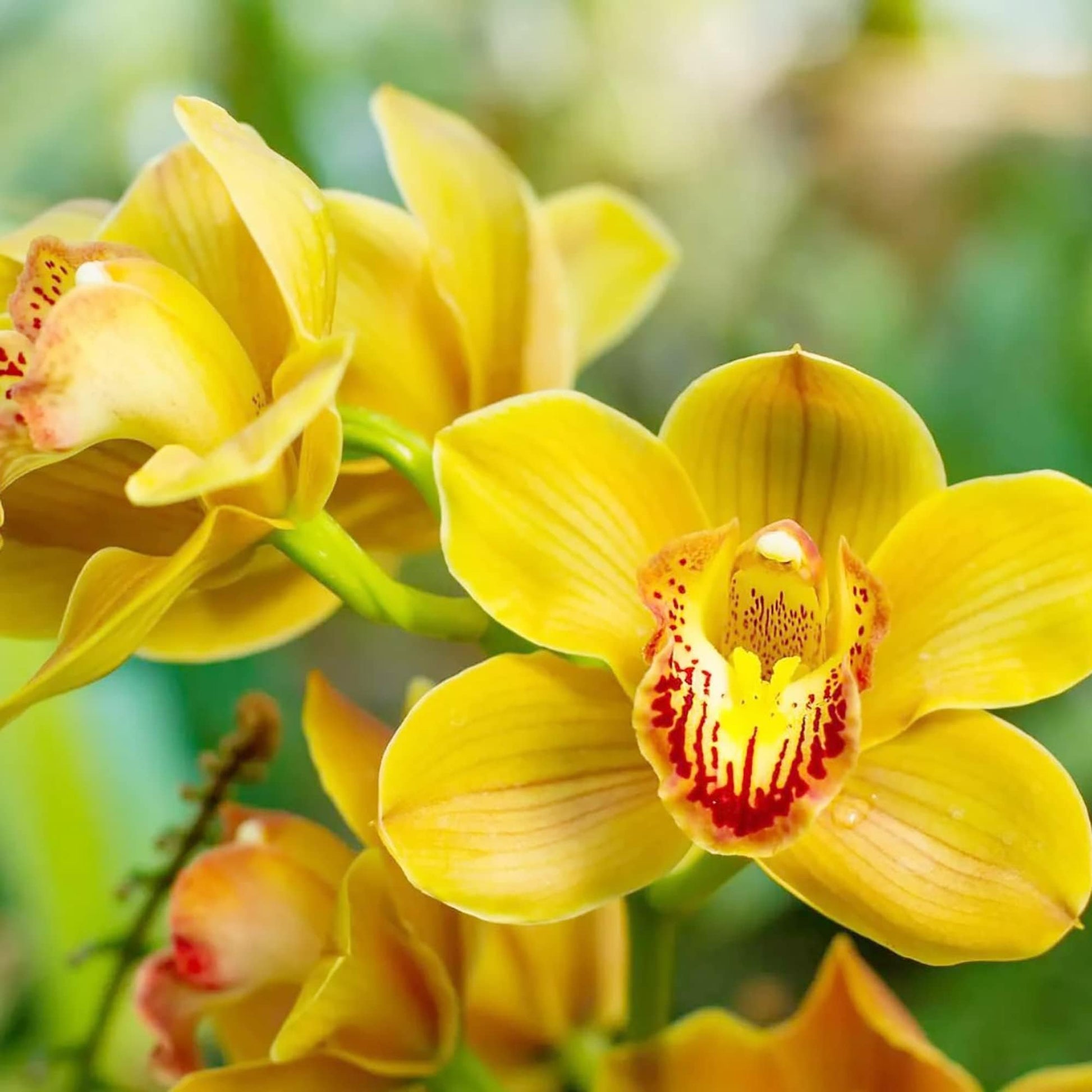 Mixed Butterfly Orchids Flower seeds for Planting - Shade Tolerant, Heirloom & GMO Free Seeds for Home Garden