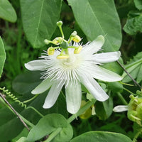 White Passiflora Flower Seeds for Planting  Ideal for Graceful Garden Blooms