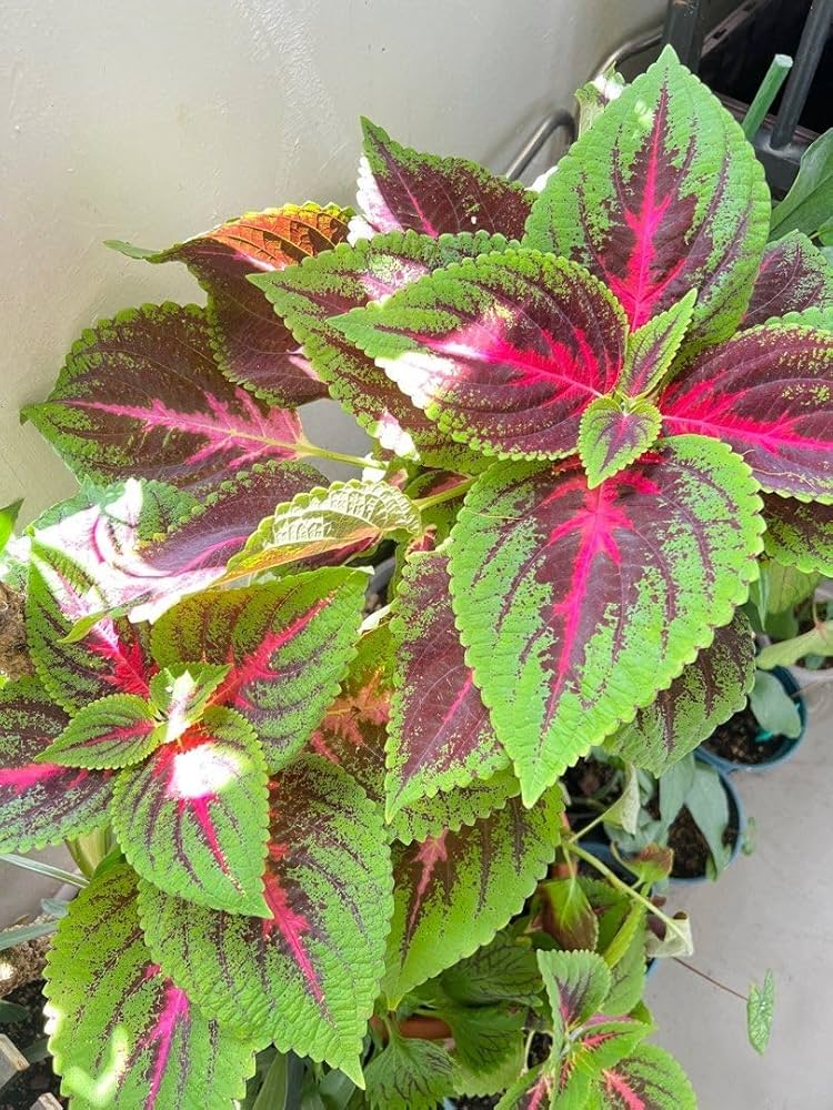 Green Pink Dragon Coleus for Planting Vibrant Colors Heirloom & GMO Free Seeds for Home Garden
 
 Sale