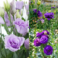 Blue Lisianthus Flower seeds for Planting Easy to Grow Heirloom & GMO Free Seeds for Home Garden