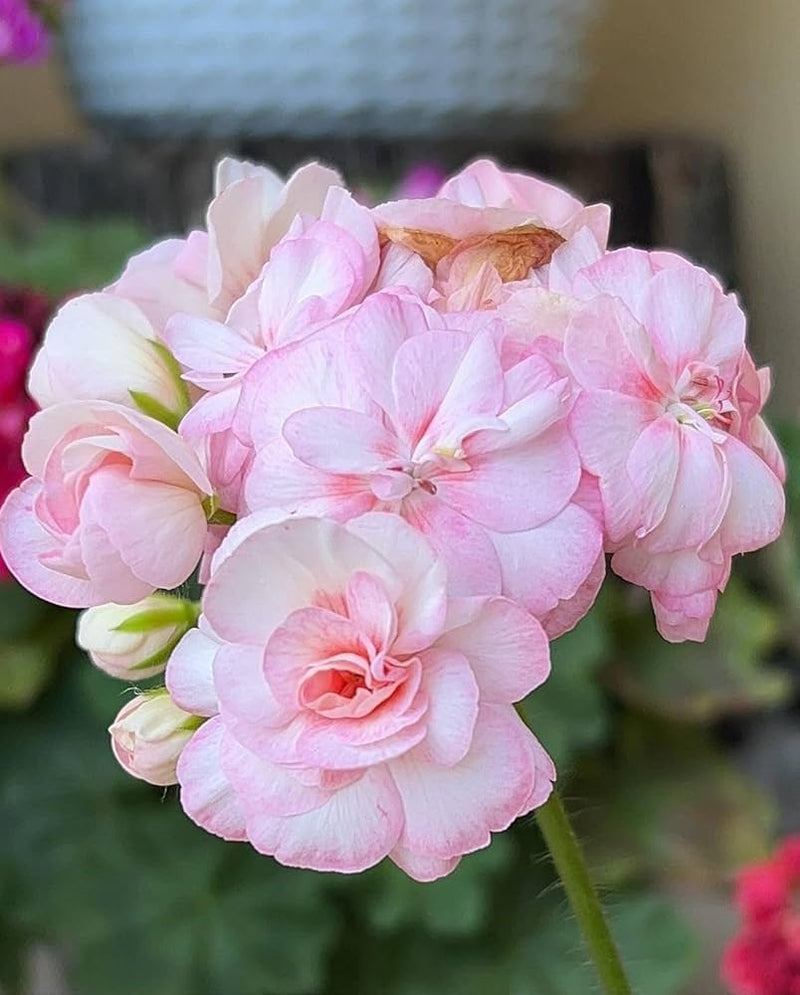 White Light Pink Geranium Flower Seeds for Planting Hardy Variety Heirloom & GMO Free Seeds for Home Garden
 
 Sale