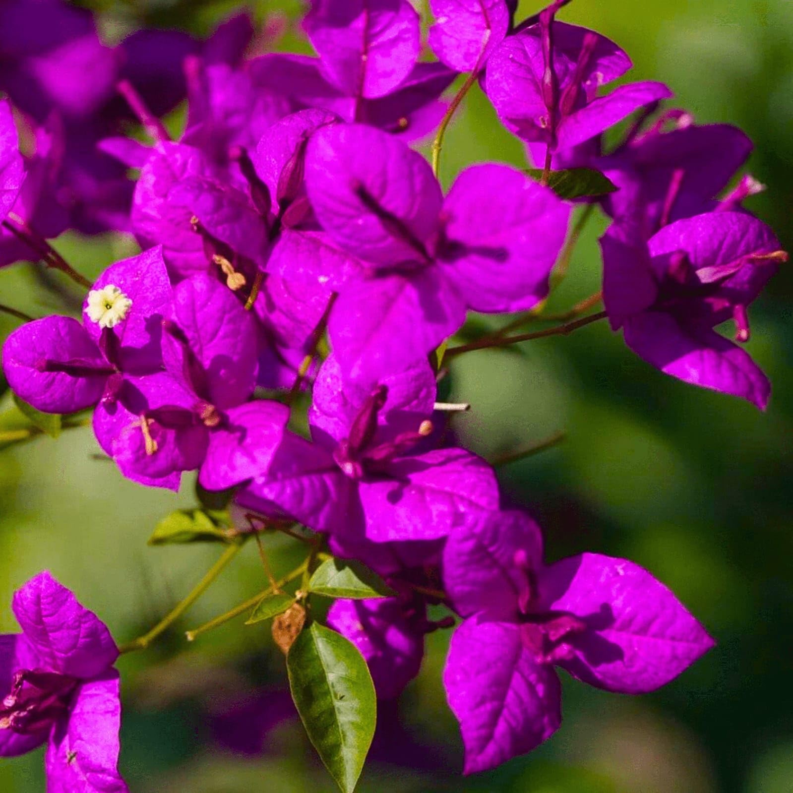 Purple Bougainvillea Flower Seeds for Easy Planting and Stunning Blooms