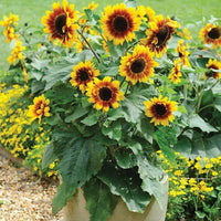 Sunflower Bonsai Flower seeds for Planting Compact Growth Heirloom & GMO Free Seeds for Home Garden