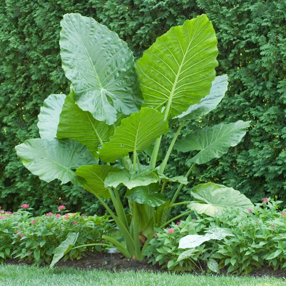 Alocasia Heirloom Non GMO Planting Flower seeds for Planting Shade Tolerant Heirloom & GMO Free Seeds for Home Garden
