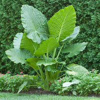 Alocasia Heirloom Non GMO Planting Flower seeds for Planting Shade Tolerant Heirloom & GMO Free Seeds for Home Garden