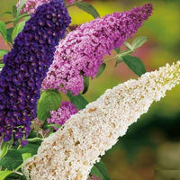 Violet Buddleia Davidii Flower seeds for Planting Cut Flower Favorite Heirloom & GMO Free Seeds for Home Garden 
 
 Sale