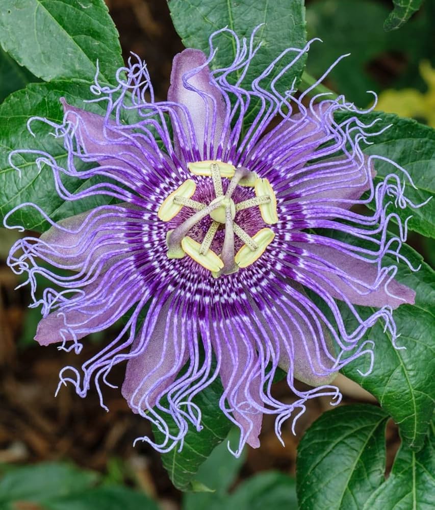 Light Violet Passion Flower Seeds for Planting Colorful Display Heirloom & GMO Free Seeds for Home Garden
 
 Sale