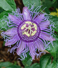 Passion Flower Passiflora Seeds Flower seeds for Planting Premium Quality Heirloom & GMO Free Seeds for Home Garden