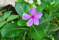 Vinca Flower seeds for Planting - Garden Favorite, Heirloom & GMO Free Seeds for Home Garden