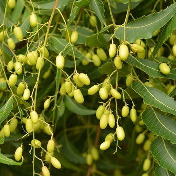 Azadirachta Indica Tree Seeds for Planting